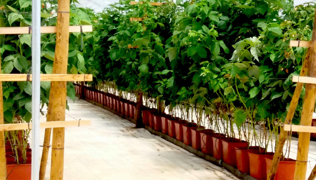 vivero macetas